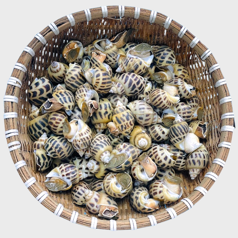 Ốc Hương Sống 90 - 100 con