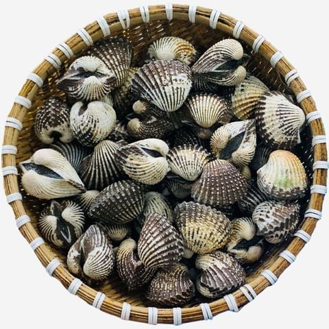 Sò Huyết Indo Sống Size 20 - 30